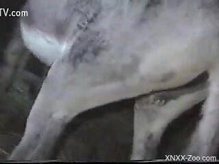 Horse cock spotlighted in a free online porno movie