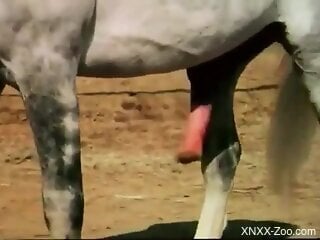 Huge horse cock hanging like that makes zoo porn lover feel moody