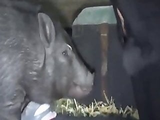 Free zoo porn tube